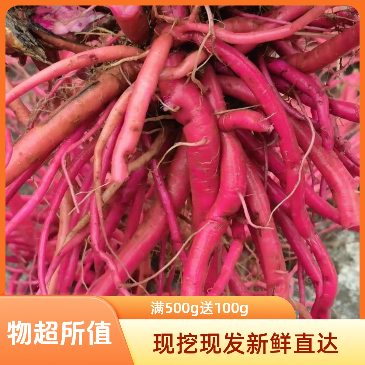 贵州现挖新鲜红牛正宗克膝坏了包赔红牛克膝根净根500克送100克