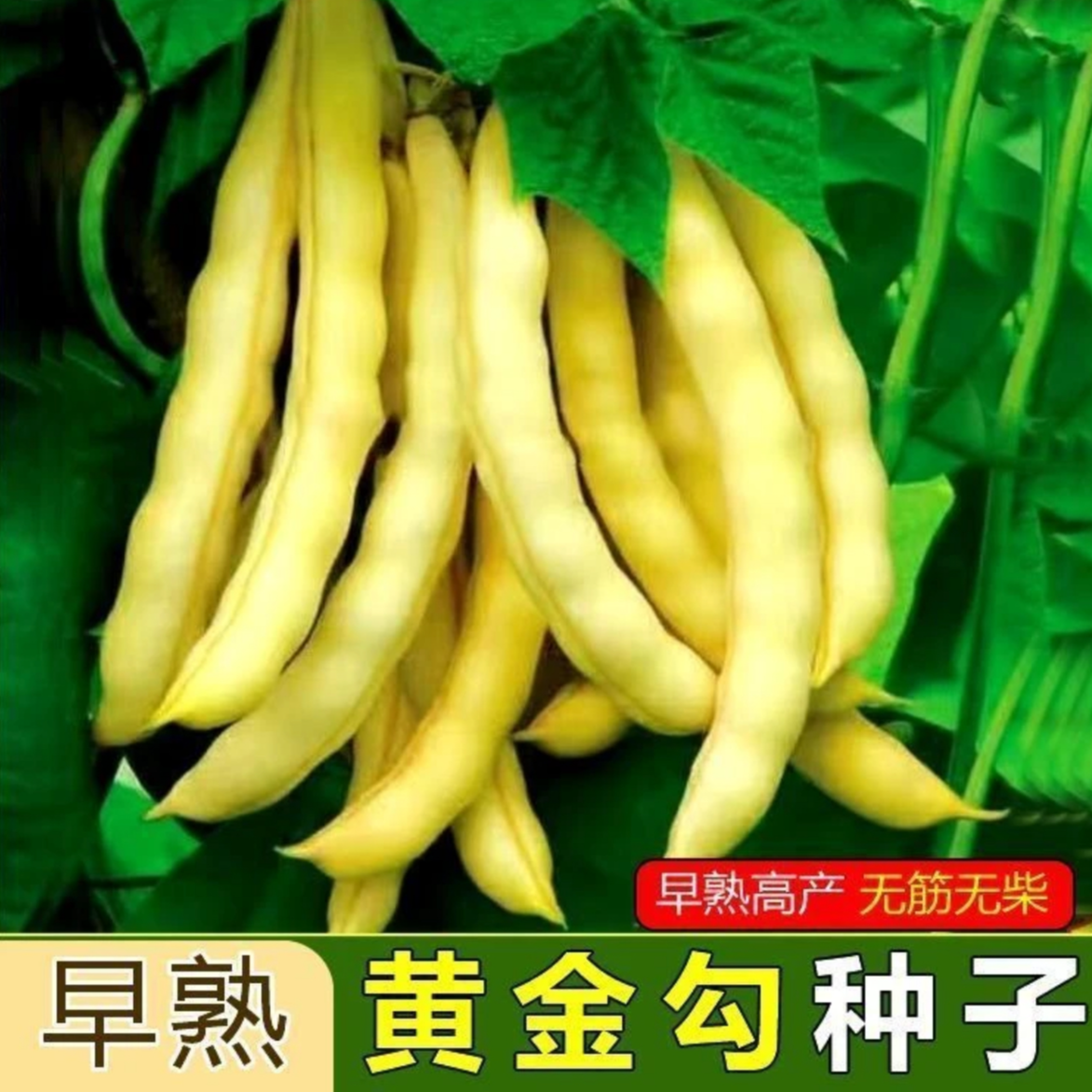 【不搭架黄金勾豆角种子】家庭阳台小院盆栽地栽四季种植
