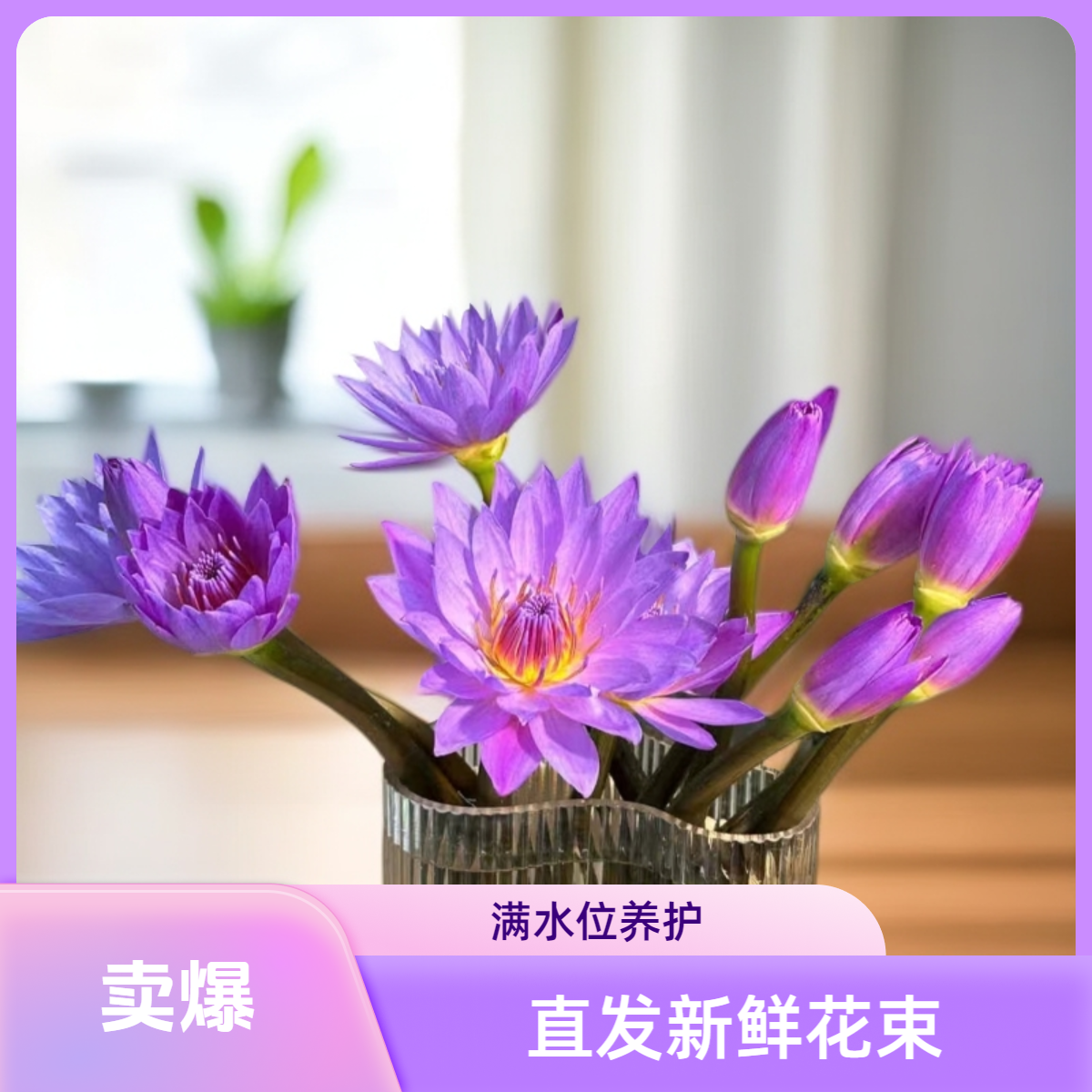 睡莲鲜花鲜切花广州基地新鲜直发（室内养护请参考教程）