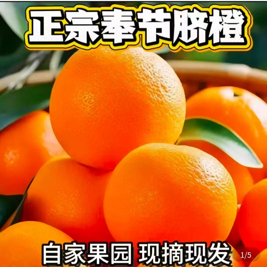 重庆奉节脐橙(福本）单果70mm起新鲜皮薄多汁橙子