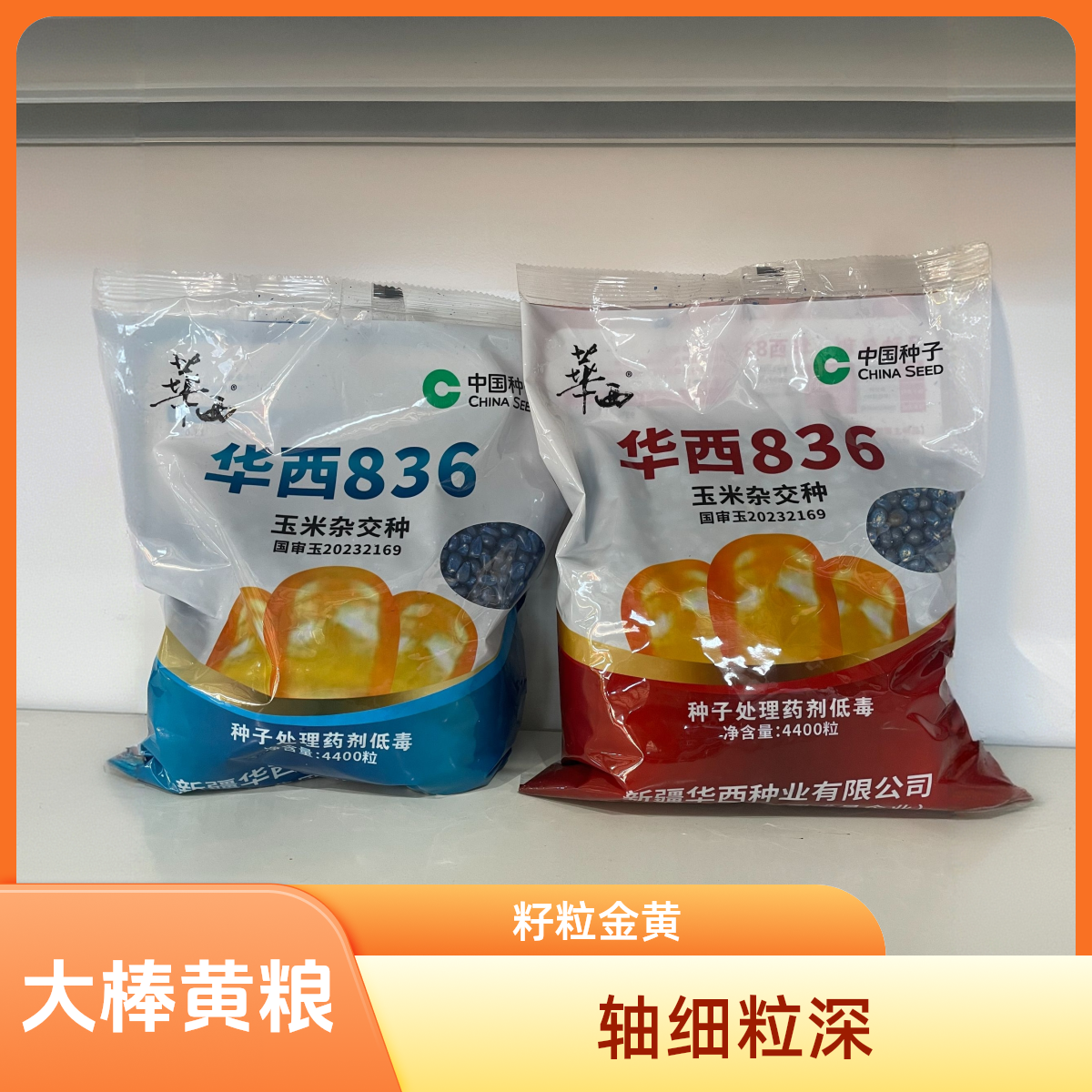 国审黄金大棒华西836