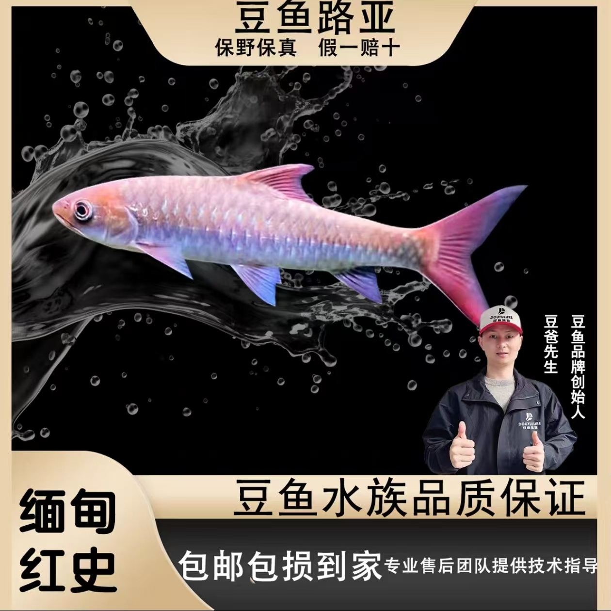 【缅甸红史】红吉罗豆爸先生观赏鱼小鱼苗吉罗鱼包野包真包损包邮