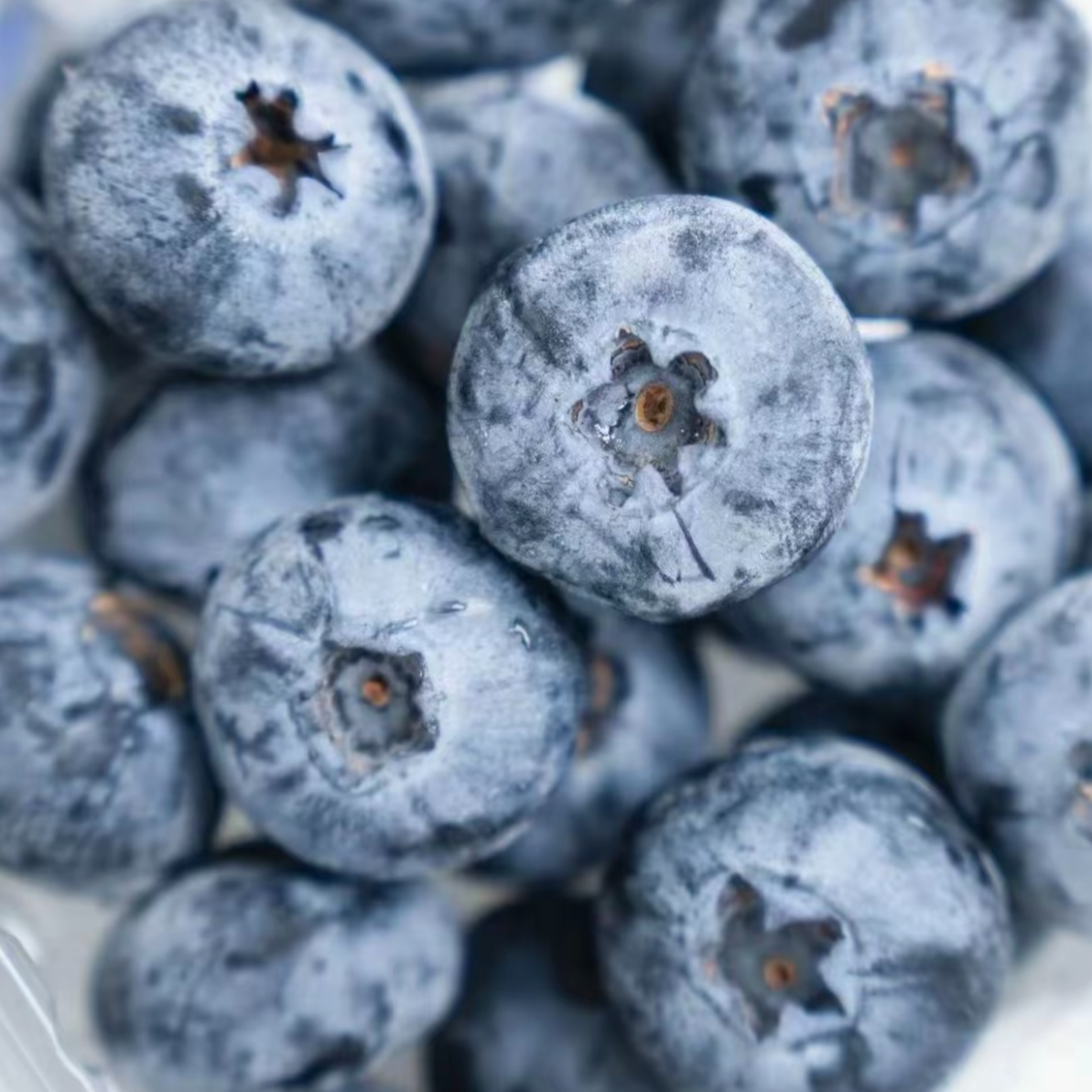 【云南抚仙湖花香25蓝莓】净重1斤/2.4斤 家庭实惠桶装 顺丰空运