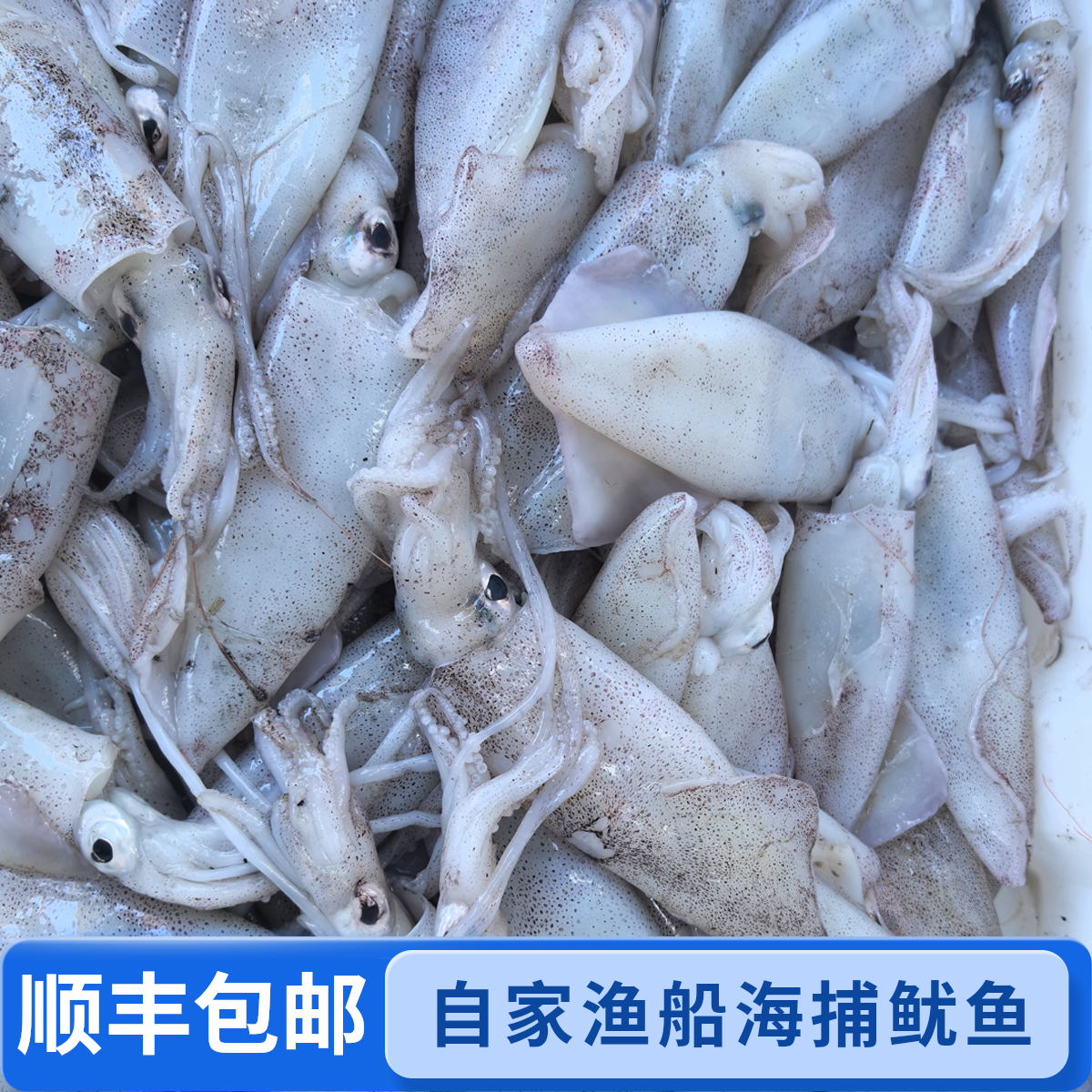 北海本地新鲜鱿鱼野生中鱿鱼渔船海捕新鲜水产顺丰冷链包邮到家