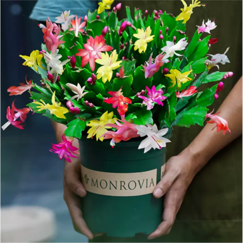 蟹爪兰盆栽带花苞多色花苗四季绿植花卉植物室内螃蟹爪莲开花好养