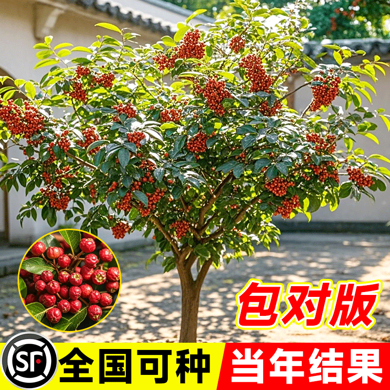 花椒树苗大红袍花椒苗四川食用麻椒苗盆栽地栽高产种当年结果