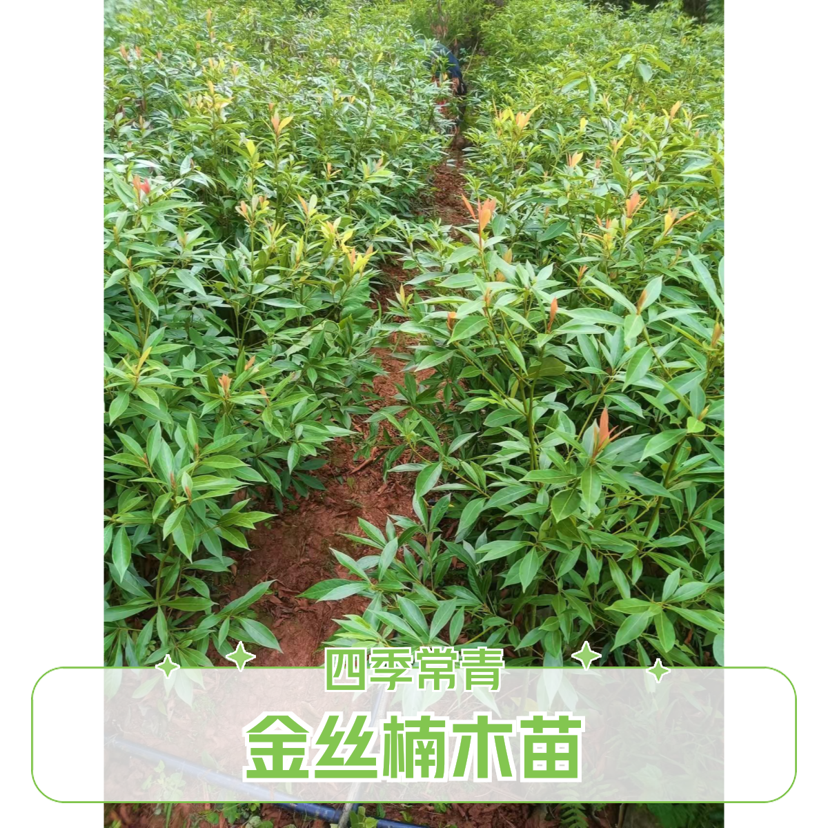 四川金丝楠木树苗小叶桢楠四季常青庭院绿植正宗金丝楠树