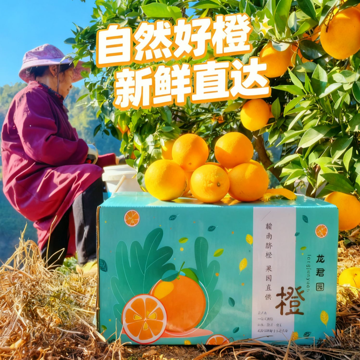 赣南脐橙   龙勾 龙君园脐橙  产地直供