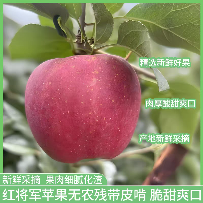 汉源高山丑苹果新鲜现摘冰糖心脆甜多汁水果