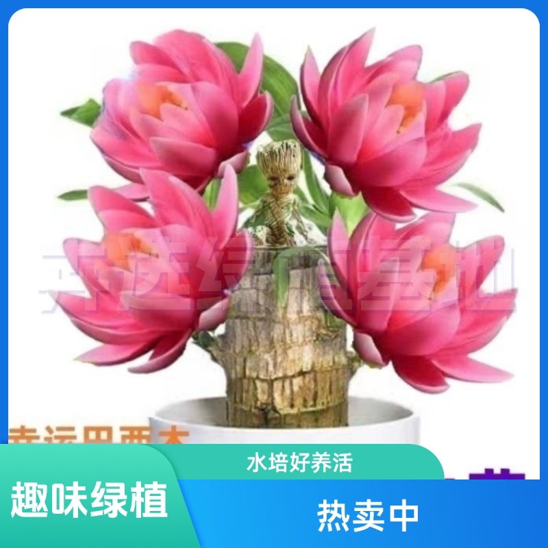 【带芽巴西木】开花【基地直销】正宗水培好养活绿植盆栽格鲁特小树人