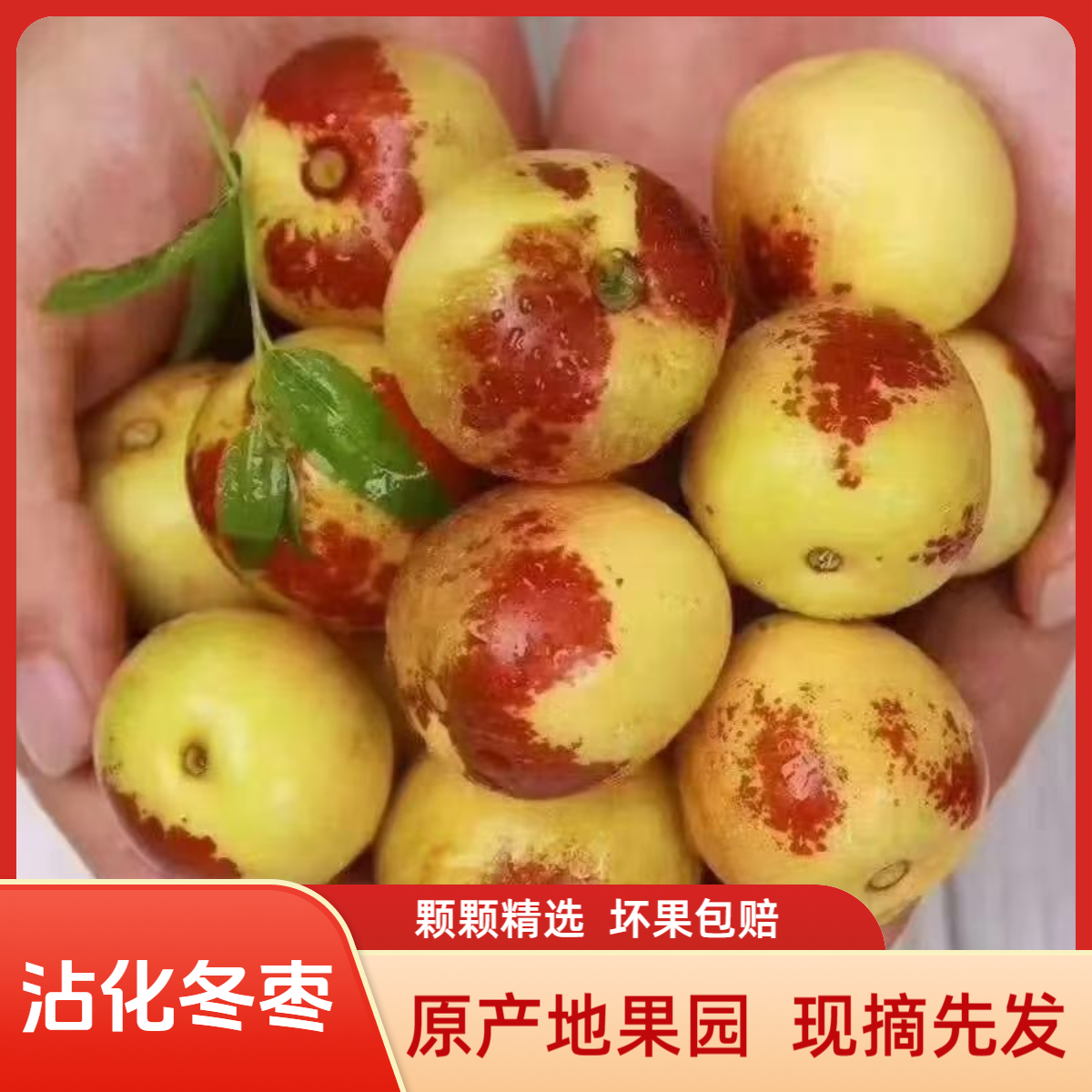 沾化冬枣 原产地果园 现摘先发
