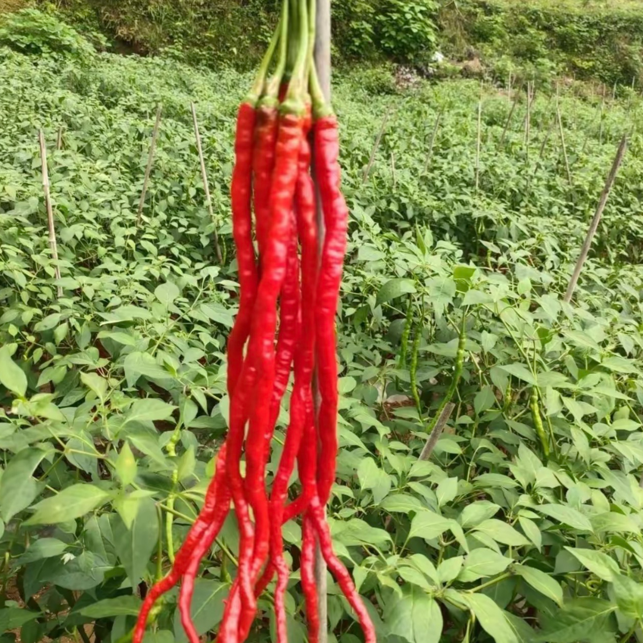 【8898线椒种子】四季种植特色辣椒种子