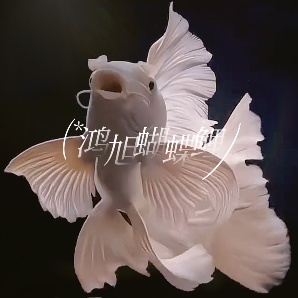 B鸿旭蝴蝶鲤-【主播改价专用】