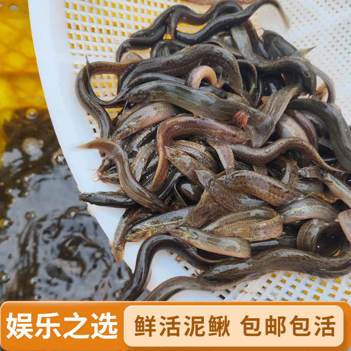 鲜活泥鳅活饵喂鱼喂龟大泥鳅可作乌龟龙鱼饲料小朋友娱乐