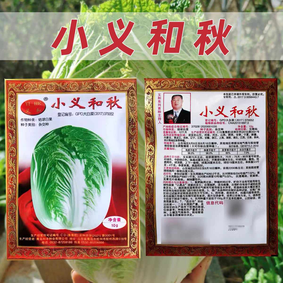 小义和秋白菜种子净菜率高商品性好适应性广叶球叠抱白菜种子