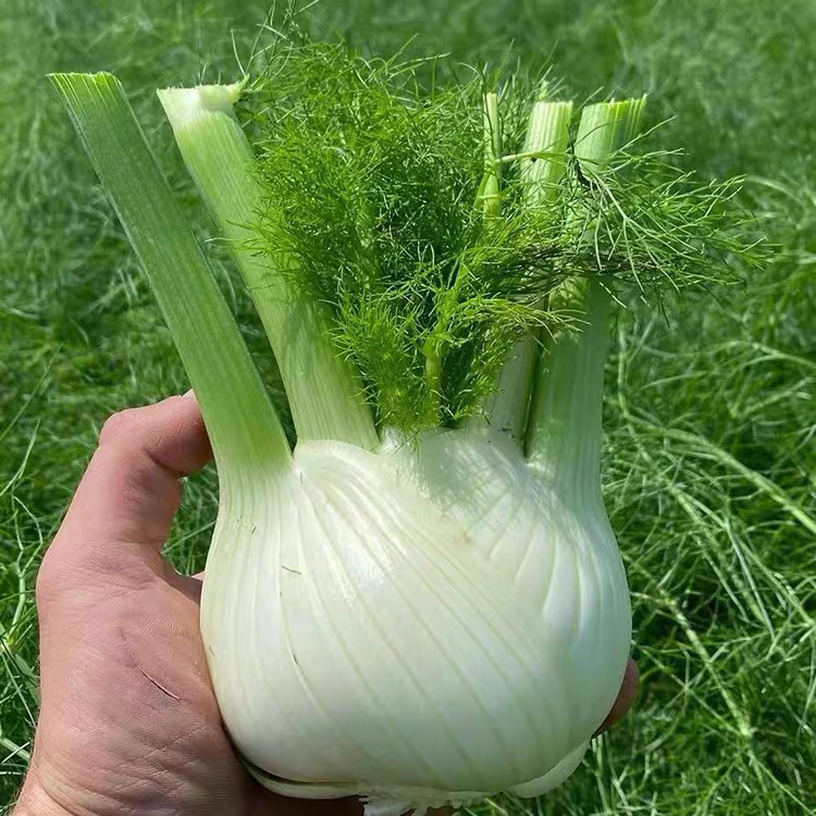 球茎茴香种子秋冬四季种籽可食用茴香菜籽结球割茬蔬菜盆栽阳台