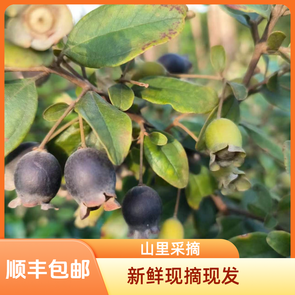 山捻子果新鲜现摘桃金娘水果2025年新货农家山上现采现发顺丰包邮