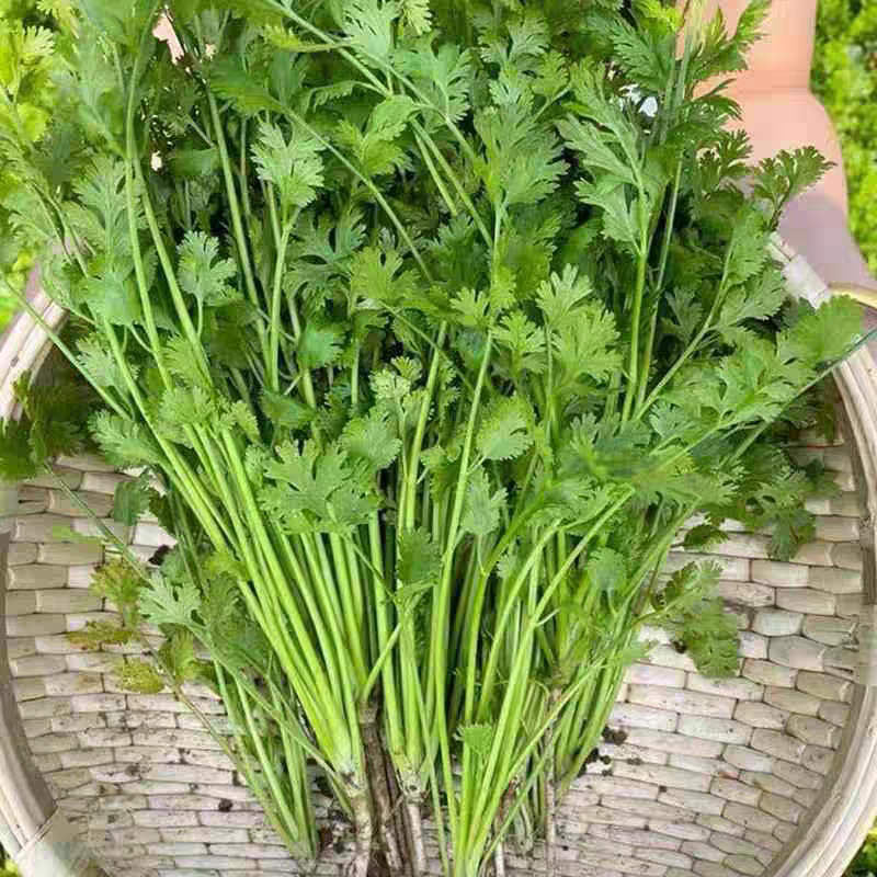 【下单就发3包】四季大叶香菜种子浓香高产耐热耐寒香菜种子