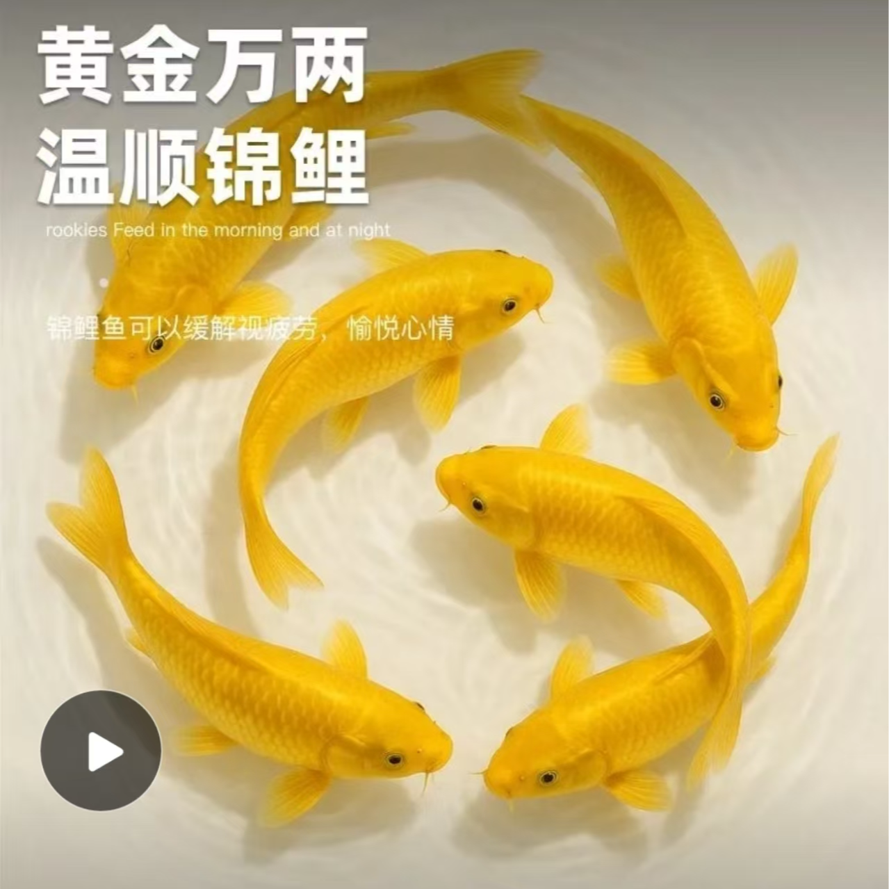 黄金锦鲤冷水鱼好养耐活淡水鱼白金龙凤锦鲤黑金锦鲤龙凤观赏鱼活