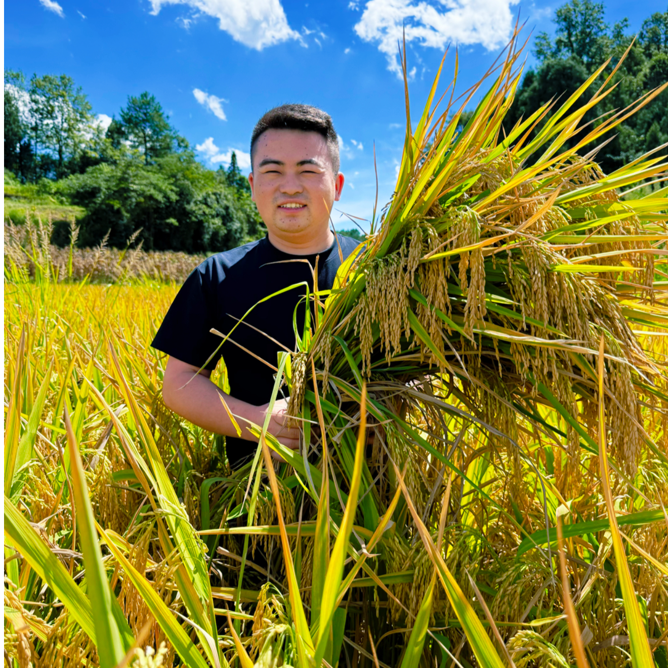 贵州农家玉针香大米（新米上市）