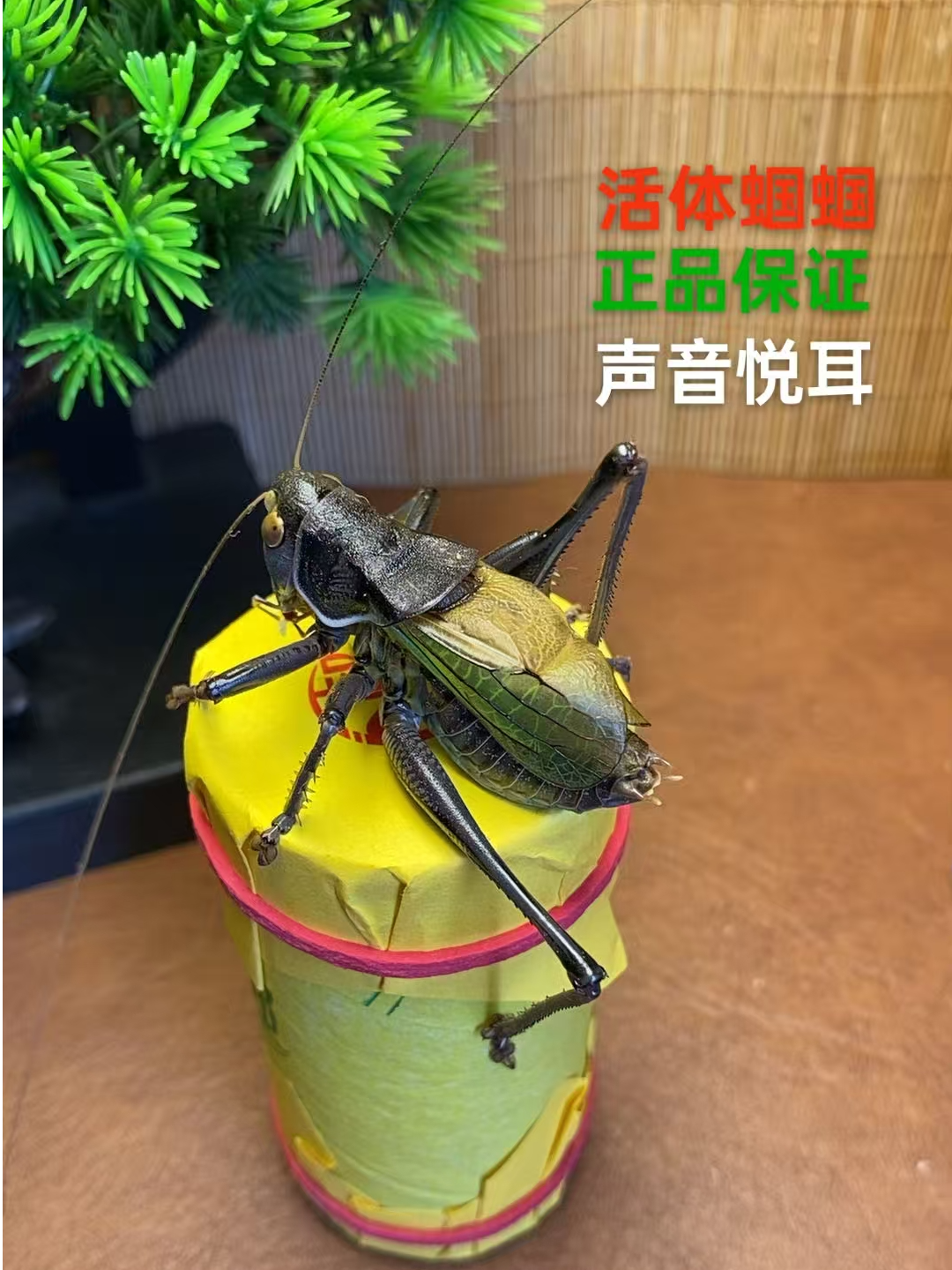 郝建伟大包死亡伤残包赔须拍完整开箱视频，活体蝈蝈