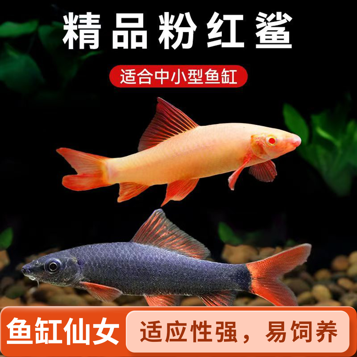 粉红鲨工具鲨彩虹鲨清道夫吃热带观赏鱼群游狮子头蝴蝶鲤