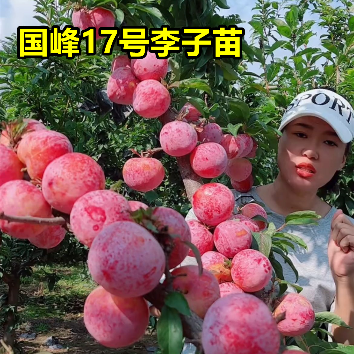 国峰十七号李子树苗南北方种果树苗嫁接蜂糖李子苗晚熟脱骨西梅李