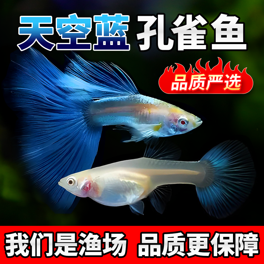 天空蓝活体活鱼蓝白天空蓝孔雀鱼活体热带鱼高端观赏鱼小鱼