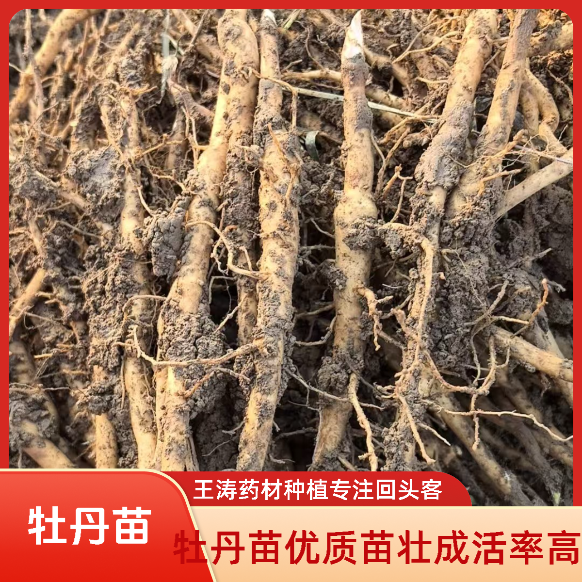 牡丹苗油用牡丹种苗种苗批发丹皮苗一年二年牡丹种苗药材种苗