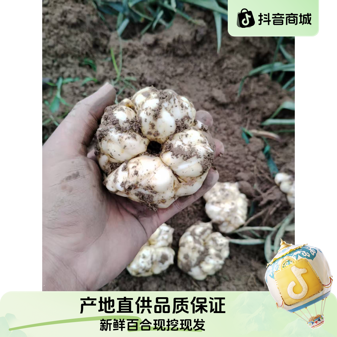 新鲜现挖龙山食用百合卷丹百合新鲜百合产地直销软糯百合新鲜清香