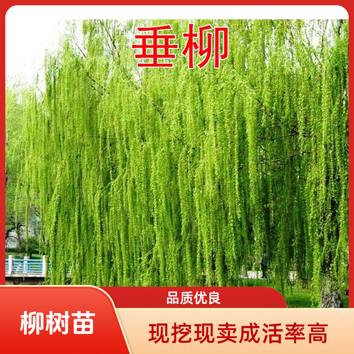 柳树苗河边垂柳树苗柳苗柳树扬柳苗垂柳大苗绿化苗工程厂区绿植