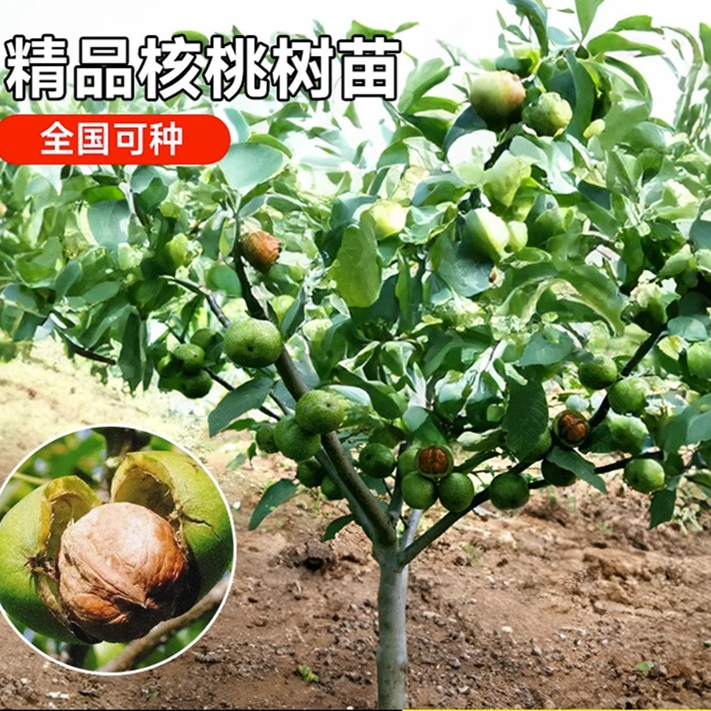 核桃树苗果树苗南北方种植山核桃苗8518地栽薄壳纸皮当年结果庭院