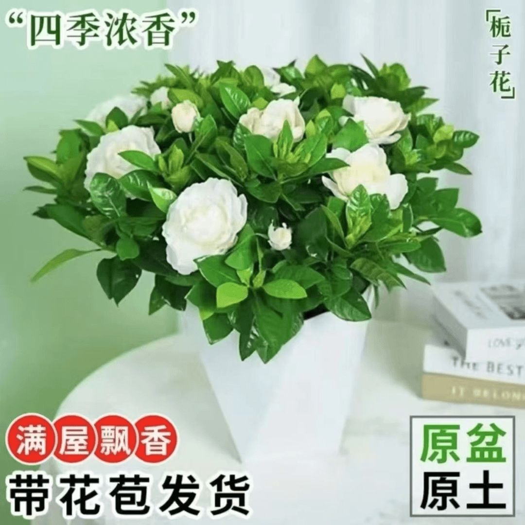 120盆栀子花带菱形盆花苞浓香型净化室内空气绿植桌面四季甲醛