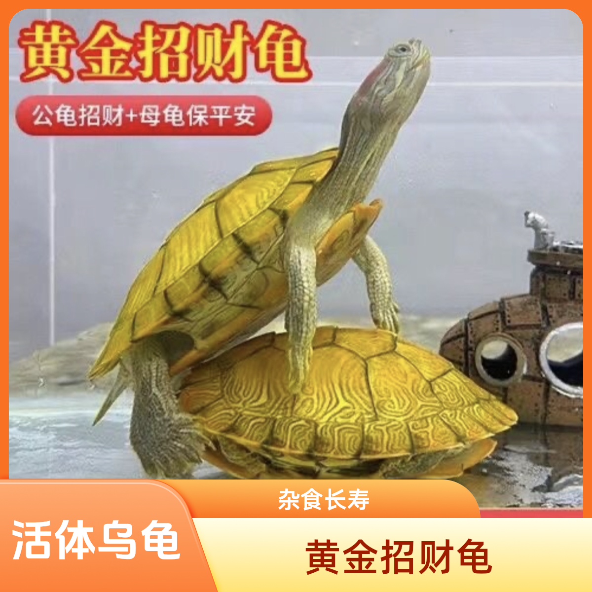 【黄金招财龟】巴西龟情侣乌龟小乌龟活物宠物观赏长寿活体乌龟