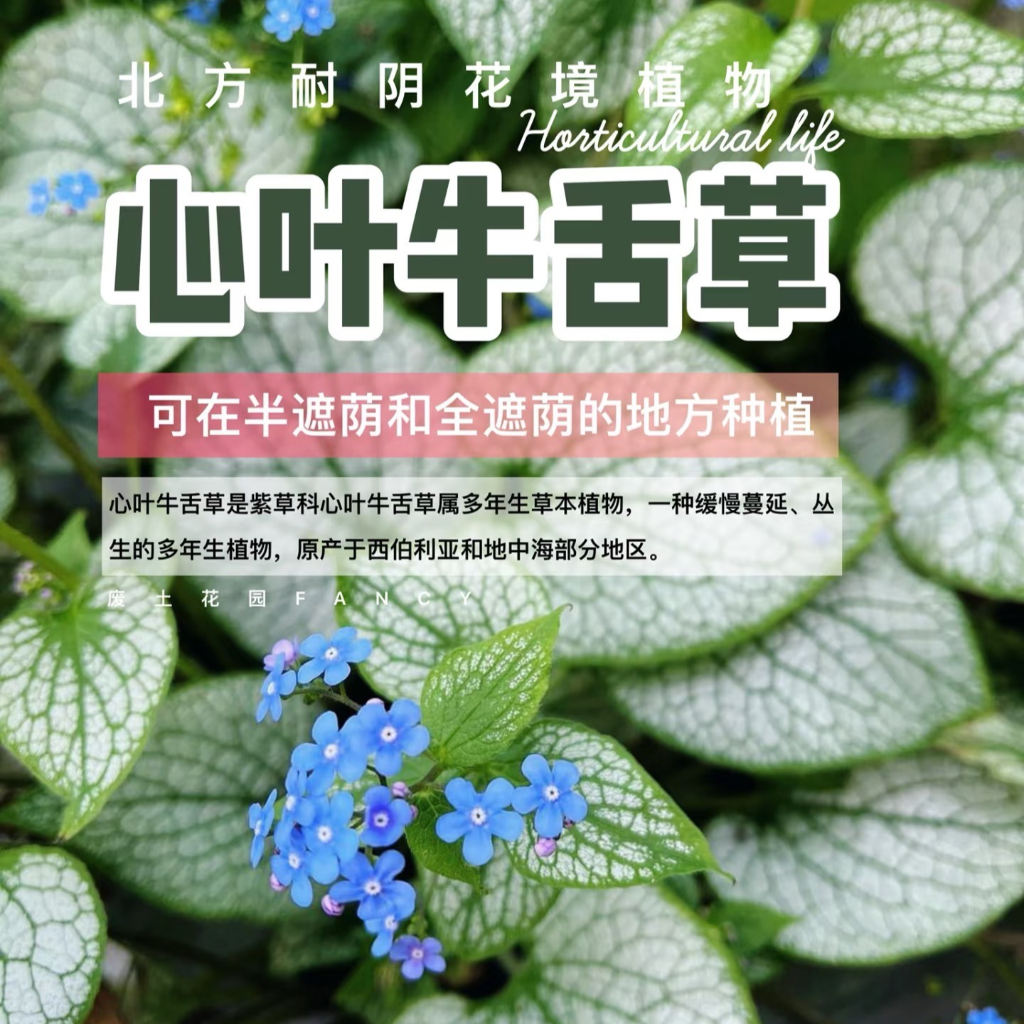 牛舌草红脉酸膜耐寒阳台庭院植物亚历山大大帝心叶花镜盆栽绿植