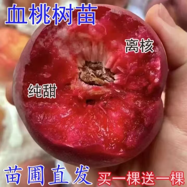 新品种桃树苗嫁接红肉血桃树苗南方北方盆栽地栽当年结果四季种植