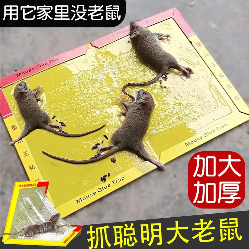 粘鼠板强力家用老鼠贴灭鼠捕鼠驱鼠沾抓老鼠神器粘老鼠板胶一窝端