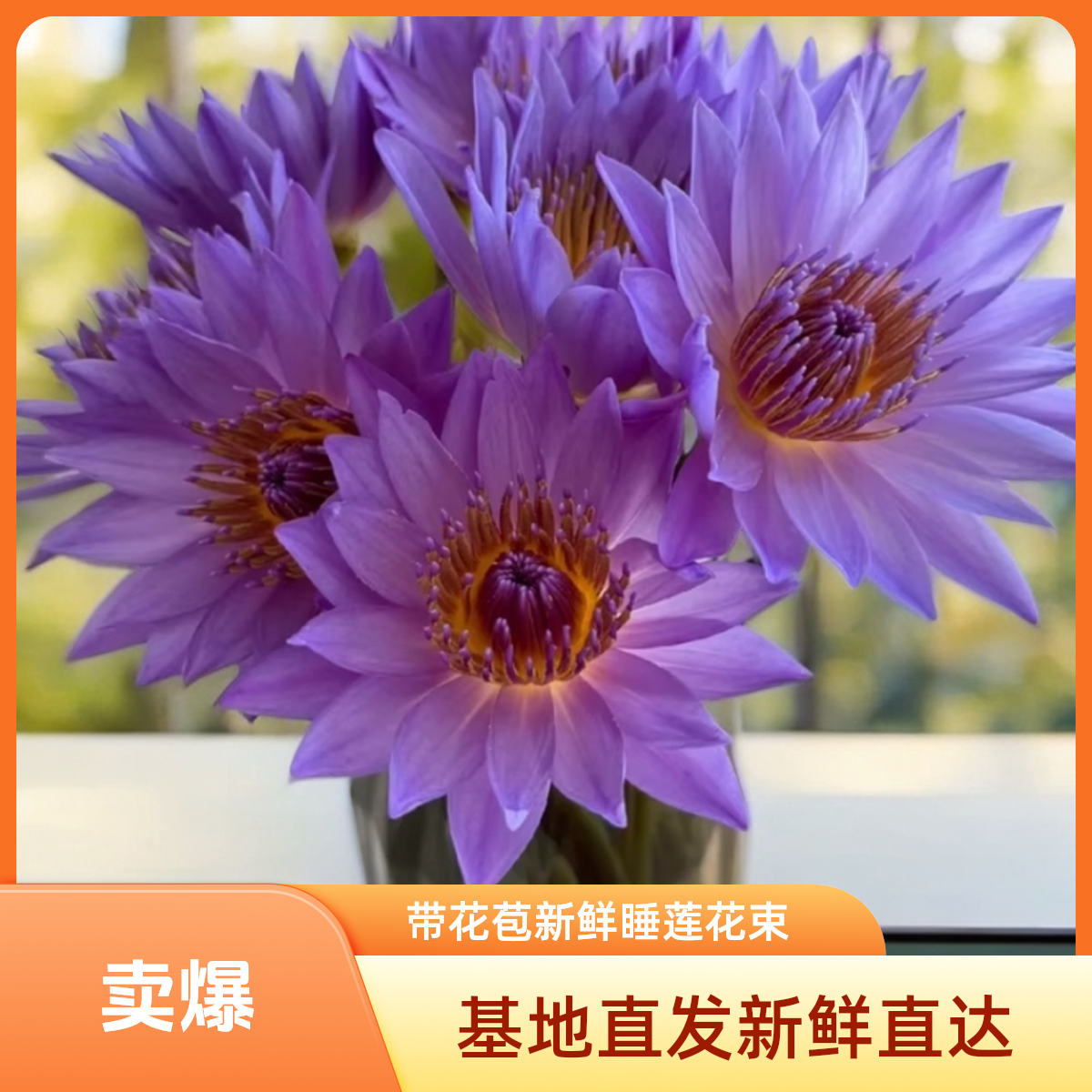 【带花苞】睡莲鲜花水养花束清香型基地直发适合室内插花装饰