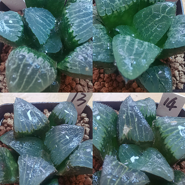 1-6实生寿一物一拍根系好品相佳带盆发货多肉植物10月9日更新