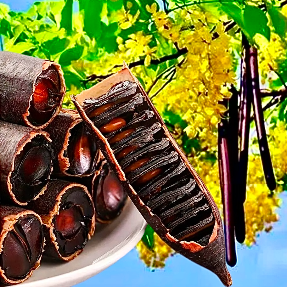 （云南拉屎果段装精选）腊肠干果 大解果 高山植物干果泡水正品新货