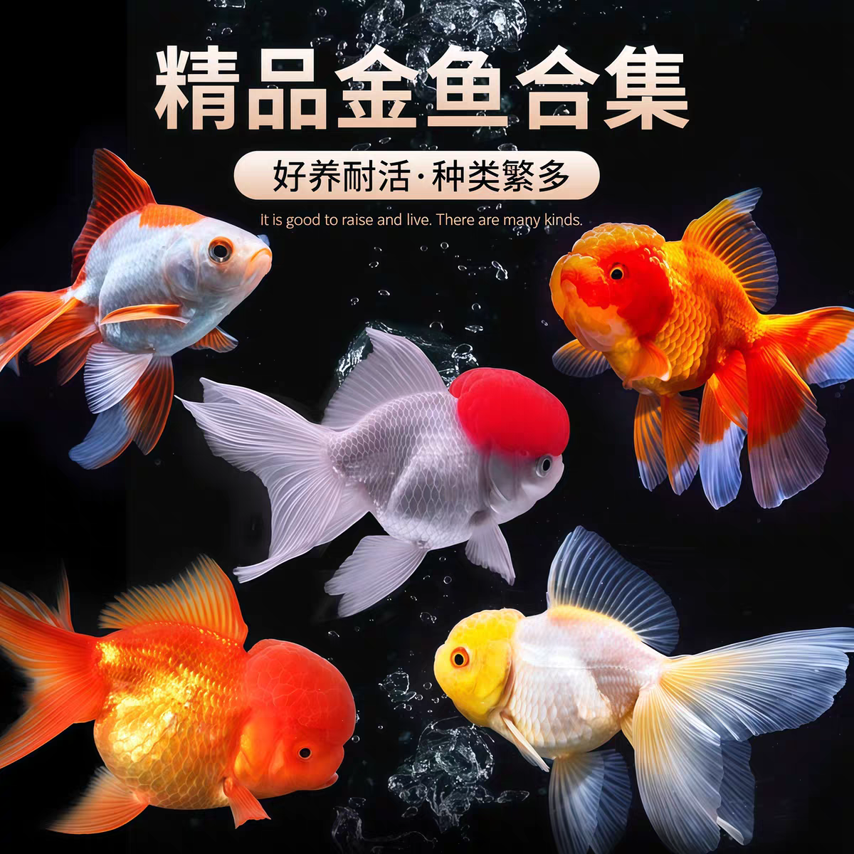 红头红狮好养耐活冷水淡水观赏国粹小金鱼鸿运当头狮子头品种