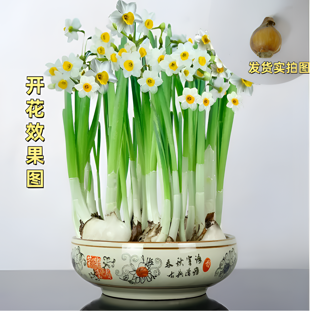 水仙花种球水培耐寒室内四季水养花卉盆栽植物