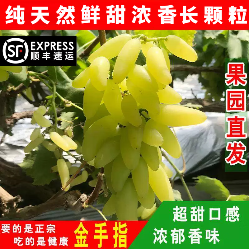 金手指葡萄新鲜甜蜜大泽山葡萄水果包邮当季整箱马奶绿提子美人指
