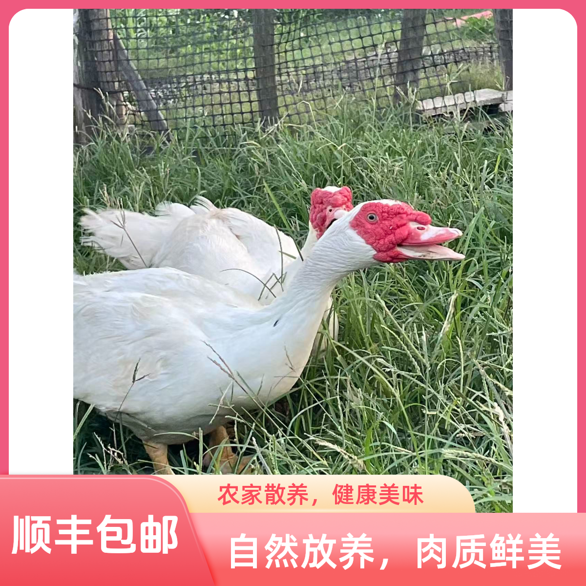 【顺丰包邮】莆田农家散养200天红鼻鸭番鸭-正宗老鸭-土鸭-大面鸭