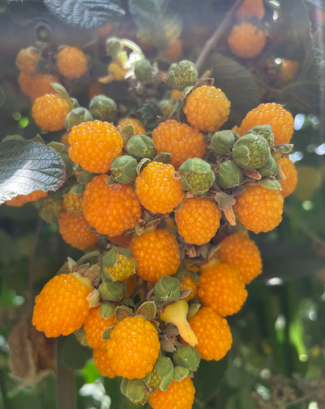 云南无刺黄泡盆栽树莓庭院南方四季绿植