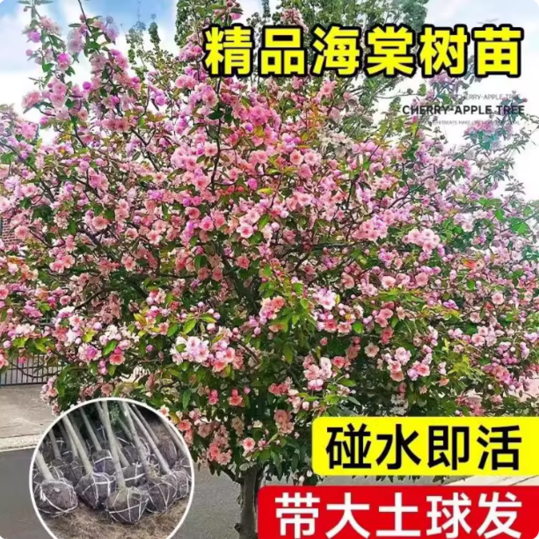 特大海棠树苗高杆西府垂丝海棠果树庭院盆栽地四季好养大型风景树