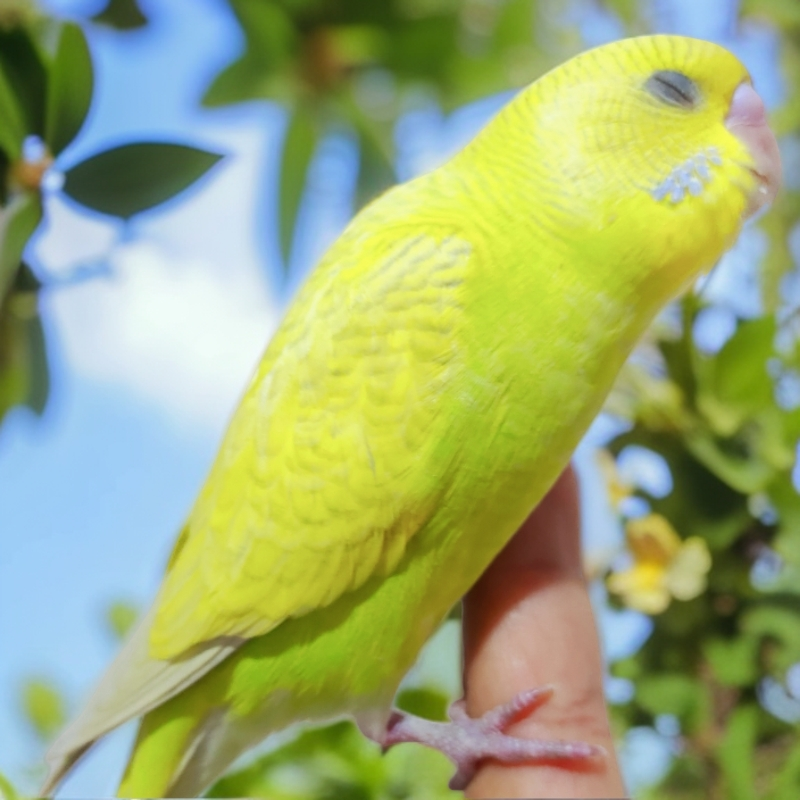 已训化国血大头金彩虎皮技能鹦鹉宠物（可教说话）