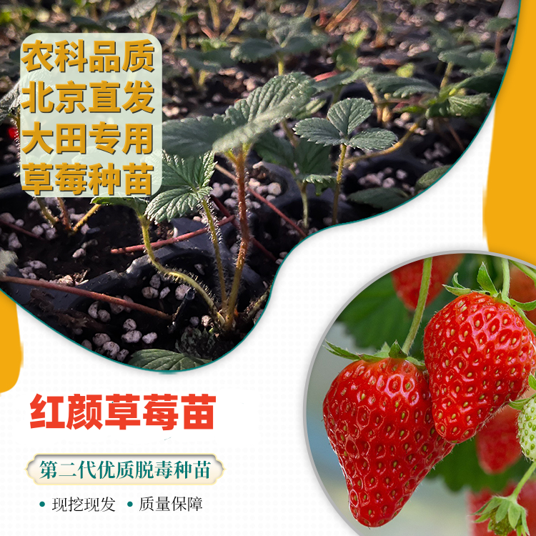 【北京农科院草莓苗】红颜草莓种苗阳台草莓苗盆栽二代脱毒母苗水果