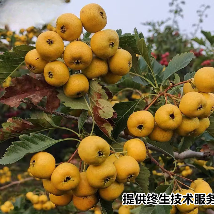 嫁接金如意黄山楂树活苗甜黄山楂苗盆栽庭院黄金豆果苗南北方种植
