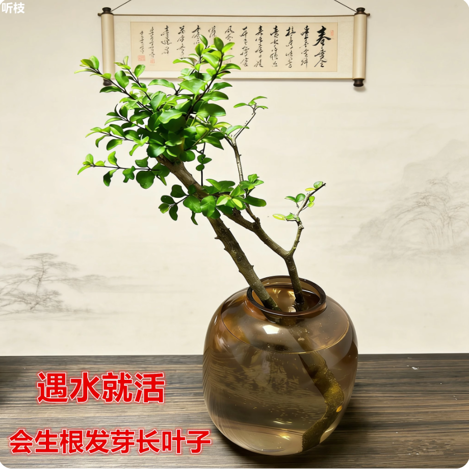 水培小叶女贞毛叶丁香木四季常青室内居家办工茶台摆件好养耐活